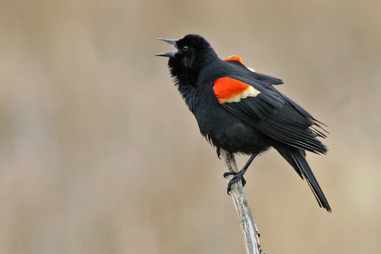 Red winged blackbird for identification