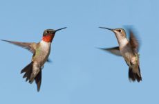 Male vs Female Hummingbird – Quick Picture ID Guide