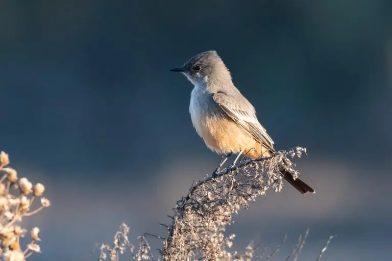 Say's Phoebe