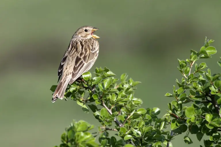 Song sparrow for identification