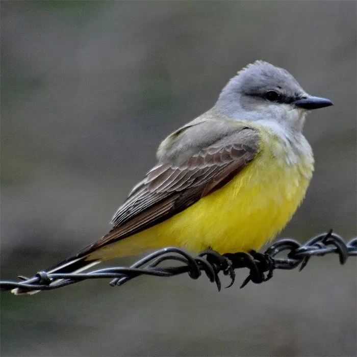 Western Kingbird