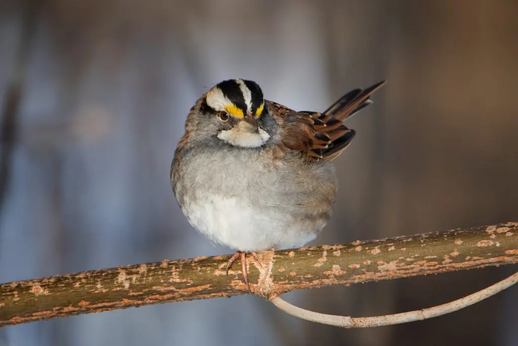 White throated sparrow