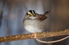 White-throated Sparrow