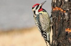 All Woodpeckers North America (ID, Photos)