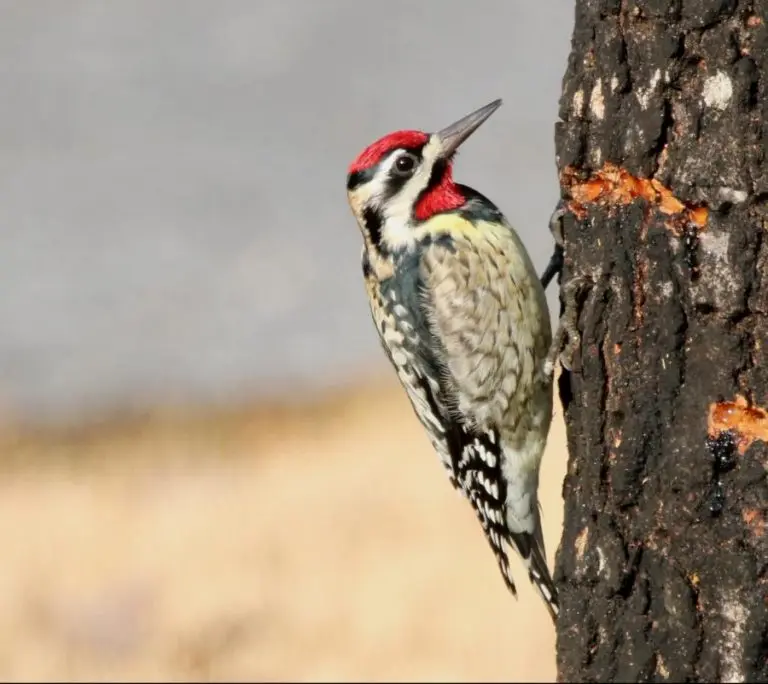 yellow bellied sapsucker