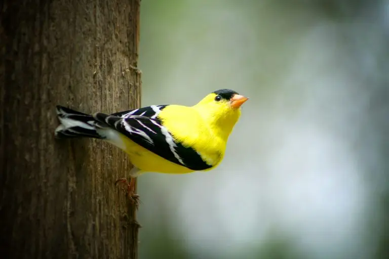 American goldfinch male