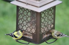 27 Small Birds In Wyoming You Should Know