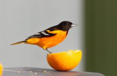9 Species Of Oriole In North America (Photo And ID Guide)