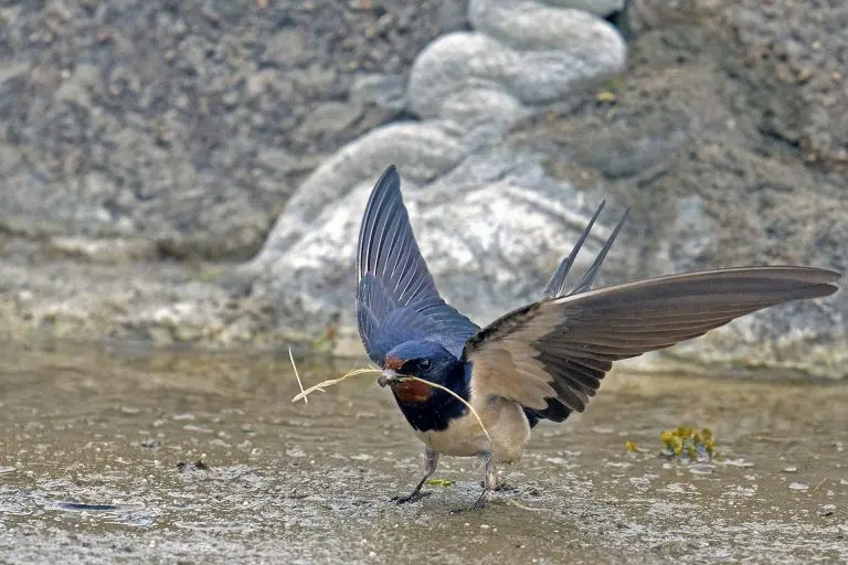 barn swallow