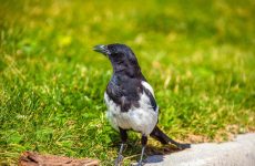 7 Types Of Crows and Magpies In Michigan (And Their Calls)