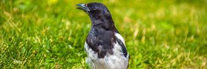 6 Types Of Crows And Jays In Quebec (And Their Calls)