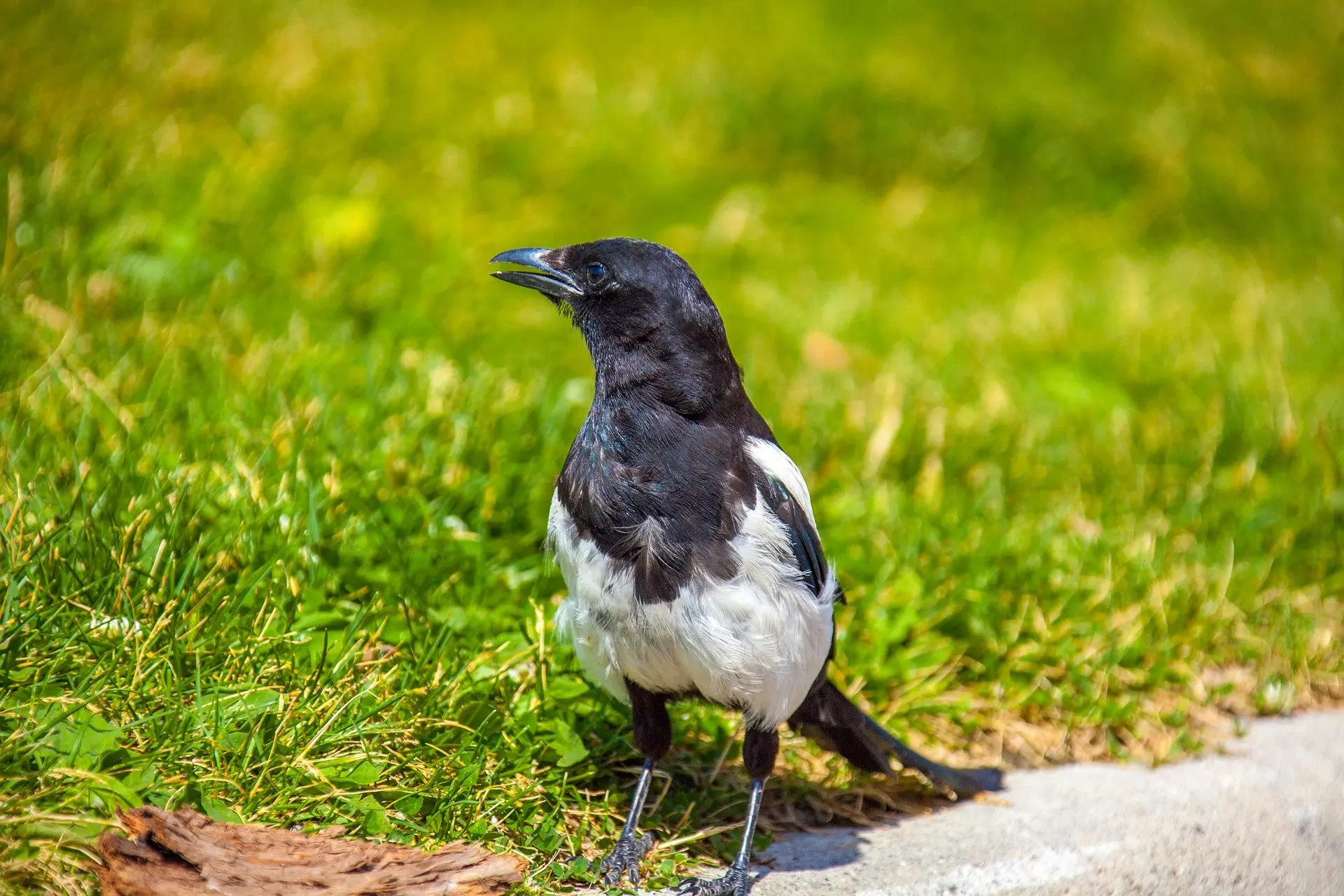 black-billed-magpie