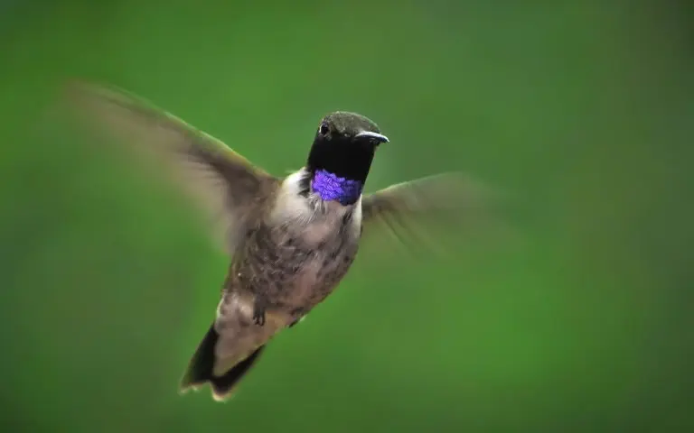 black chinned hummingbird