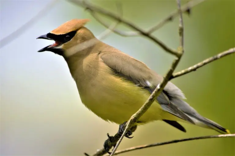 cedar waxwing