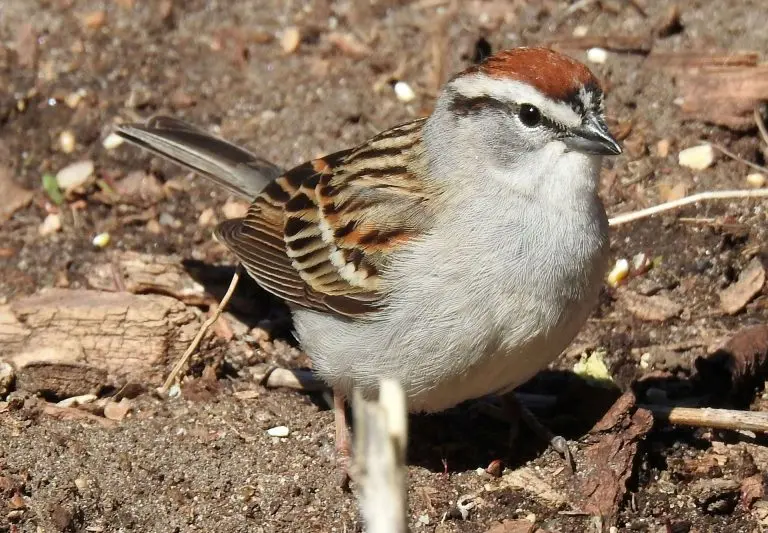 chipping sparrow