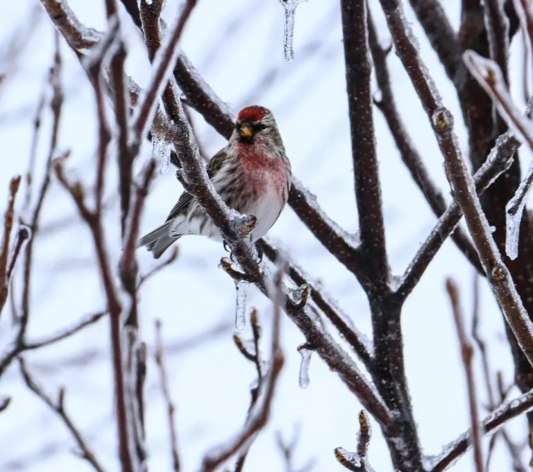 common redpoll