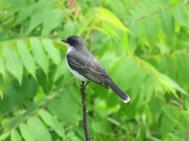 eastern-kingbird