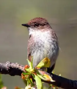 eastern phoebe