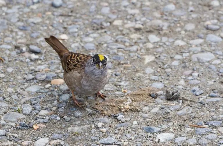 Golden-crowned Sparrow