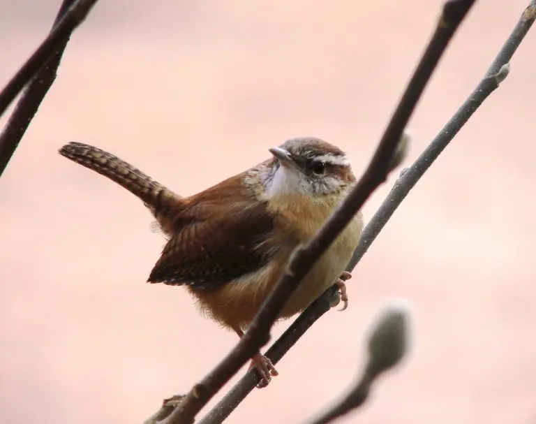 house wren