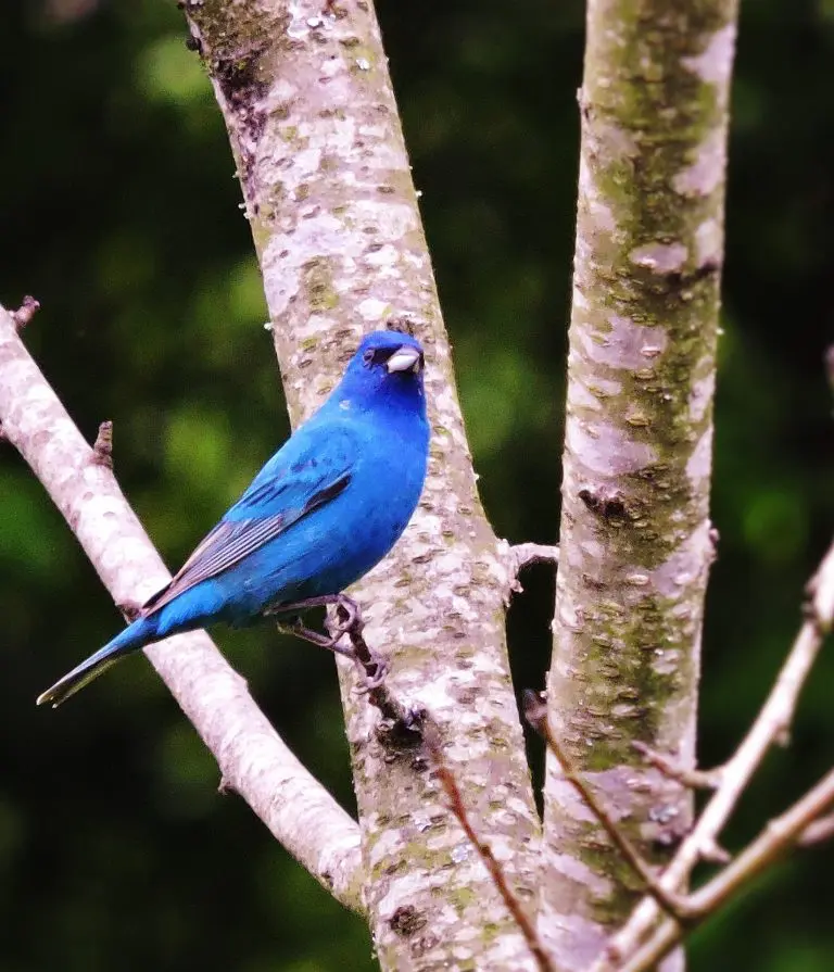 Top 28 Backyard Birds in Indiana (Free Picture ID Printable) - Bird