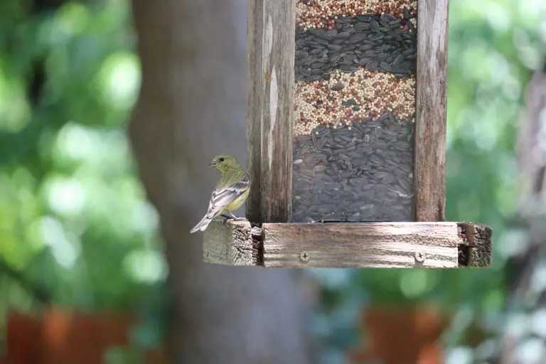 lessor goldfinch