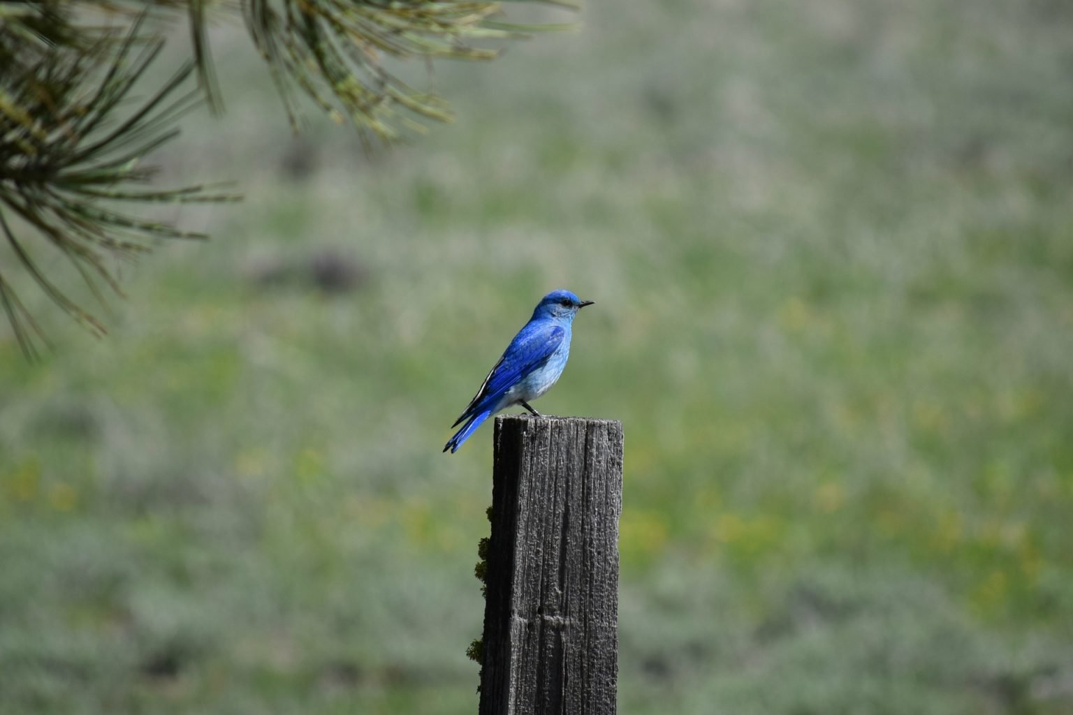 Top 28 Backyard Birds in Wyoming (Free Picture ID Printable) Bird