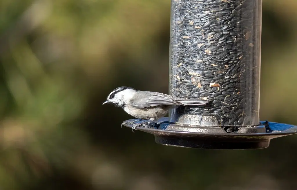 mountain chickadee