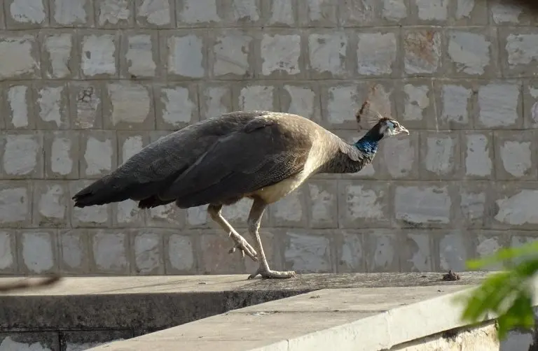peahen