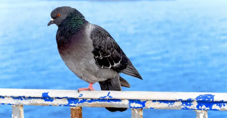 Rock Pigeon