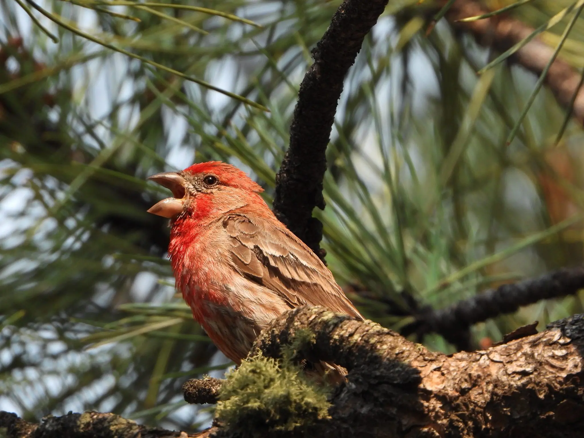 25 Birds With Red Heads Identification With Photos Bird Advisors 