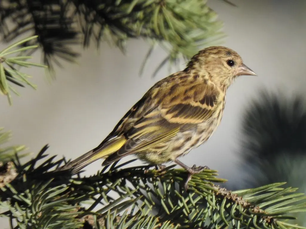 pine siskin