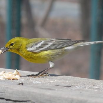 Pine Warbler