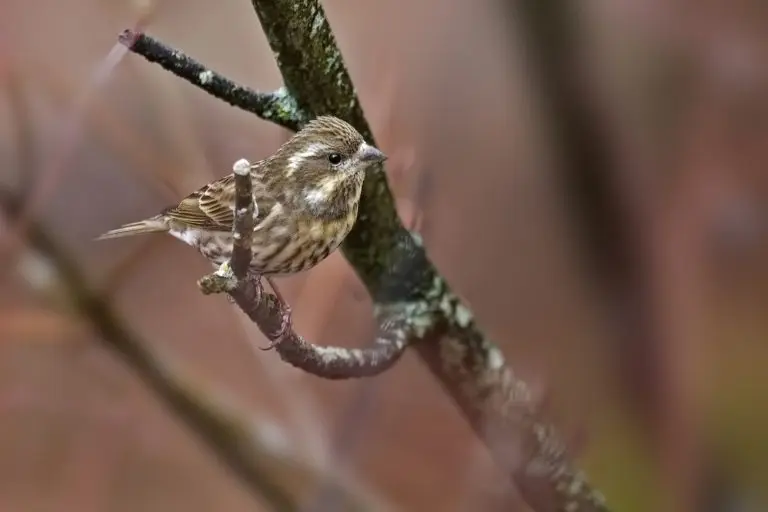 Purple Finch female