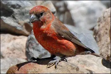 red crossbill