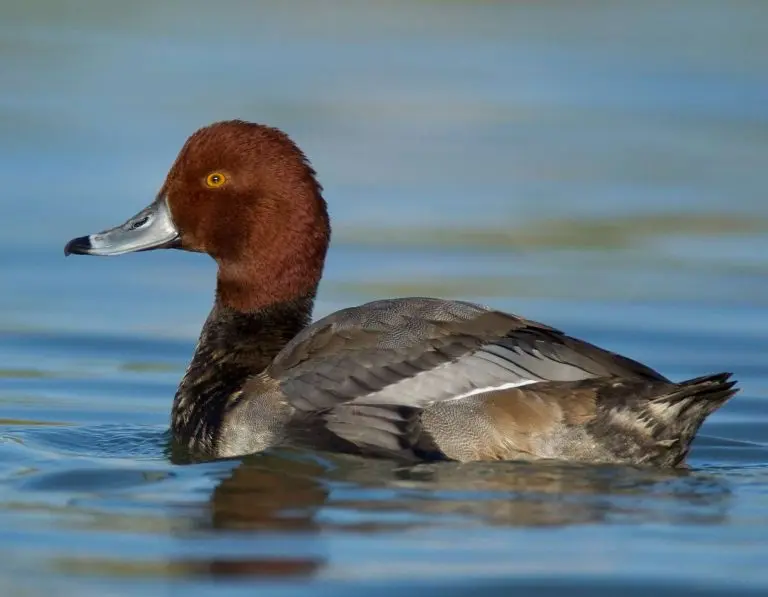 redhead duck male