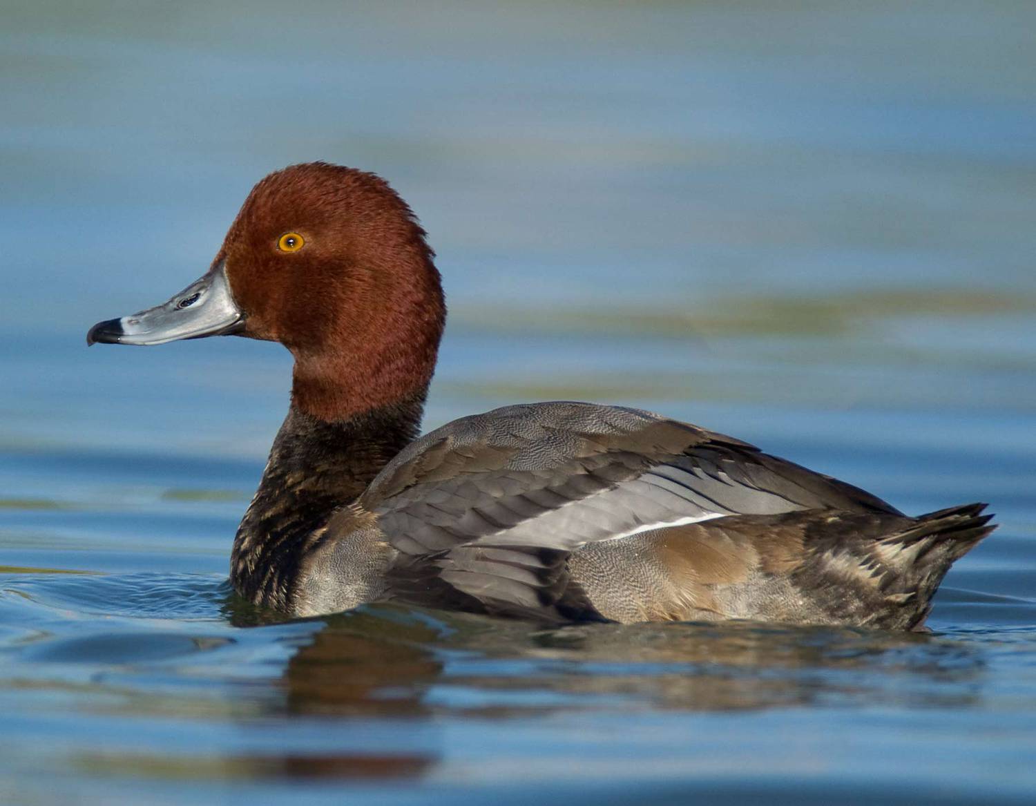 birds with red heads