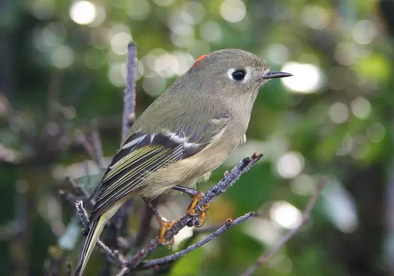 ruby crowned kinglet