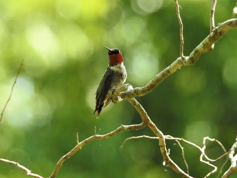 ruby throated hummingbirds