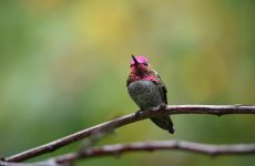 Hummingbirds Ohio: Everything You Need to Know