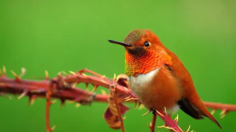 rufous-hummingbird