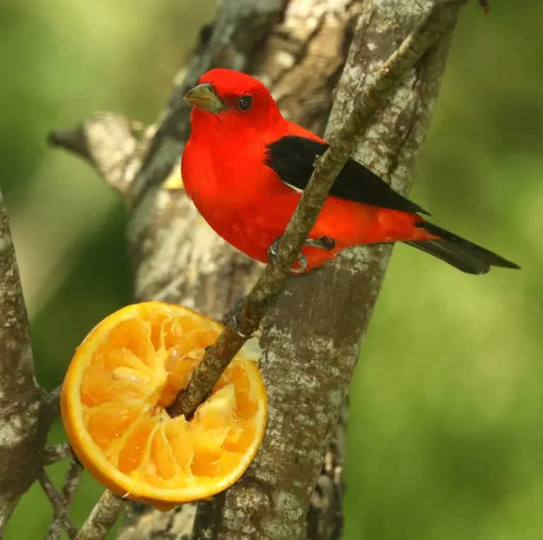 Scarlet tanager