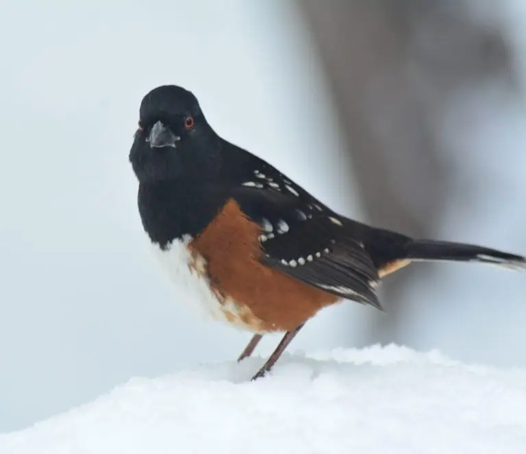 spotted towhee