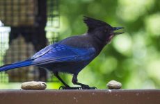 9 Types Of Crows And Jays In Wyoming (And Their Calls)