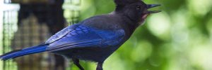 11 Species Of Crows and Magpies In Kansas (And Their Calls)