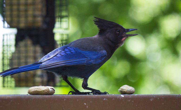 stellars jay