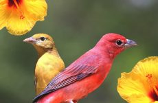 10 Red Birds in Vermont – Picture and ID Guide