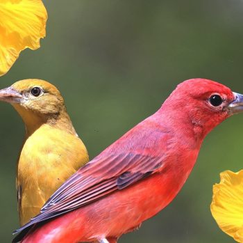 Summer Tanager