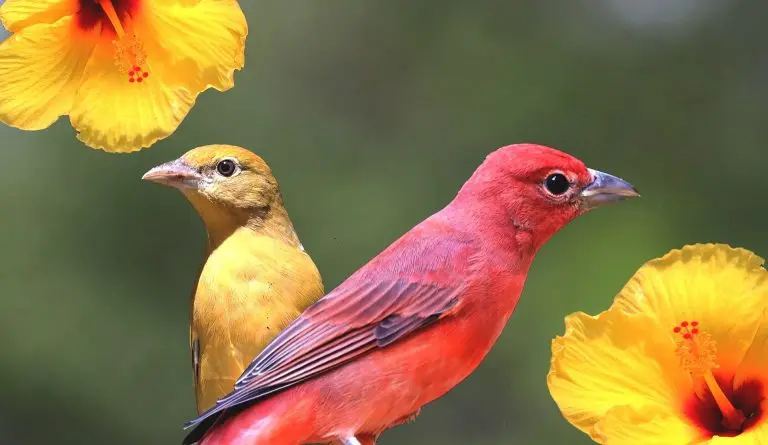 summer tanagers