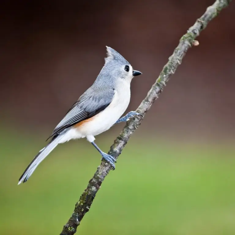 Tufted titmouse